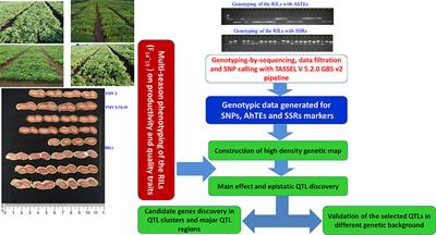 Genotyping-by-Sequencing Based Genetic Mapping Identified Major and Consistent Genomic Regions for Productivity and Quality Traits in Peanut